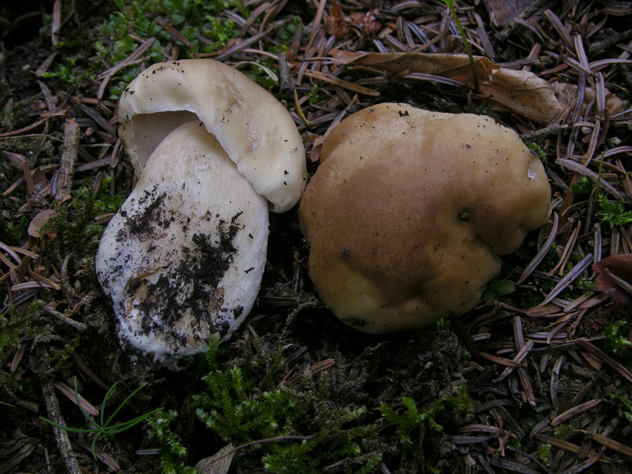 Un paracarro nel bosco......